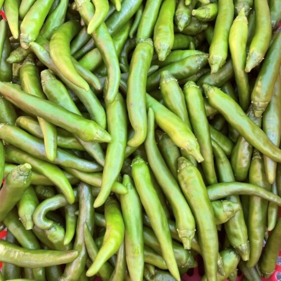 【青唐辛子! 辛い　淡路島産　国産唐辛子】